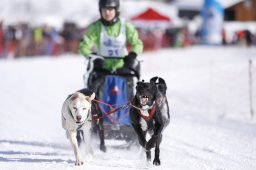Lenk 2013